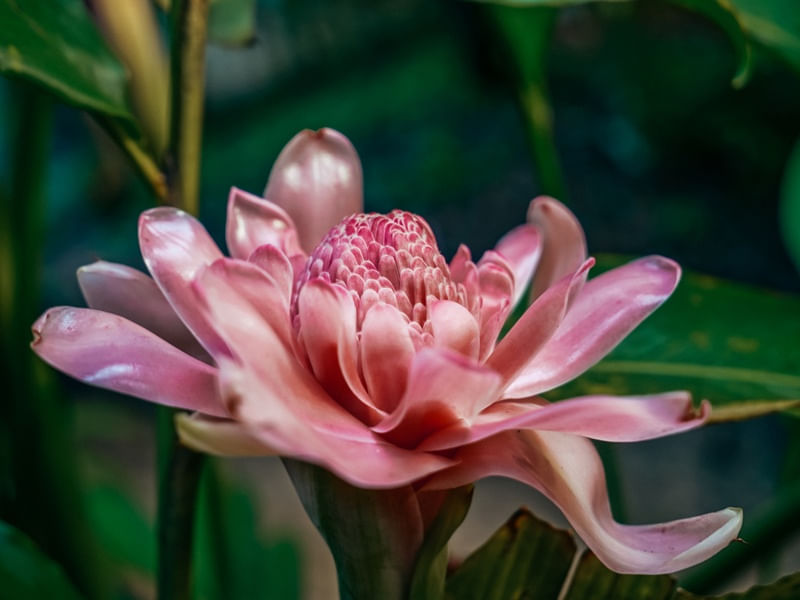 IMPERATRIZ NA NATUREZA