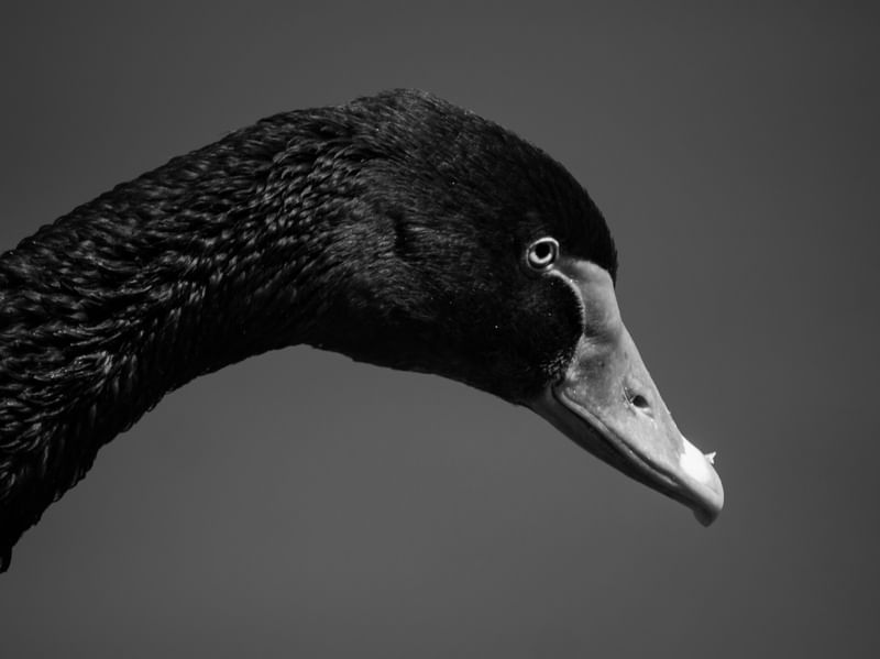 CISNE POP