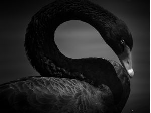 CISNE POP II