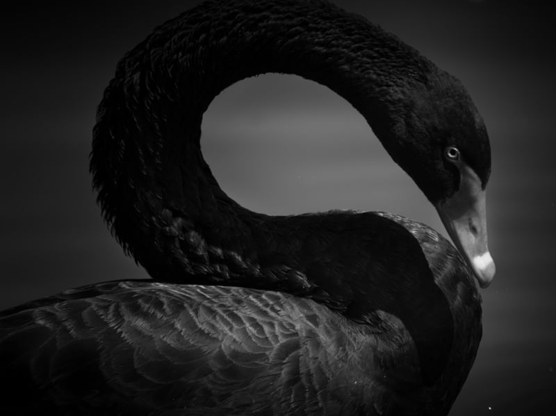 CISNE POP II