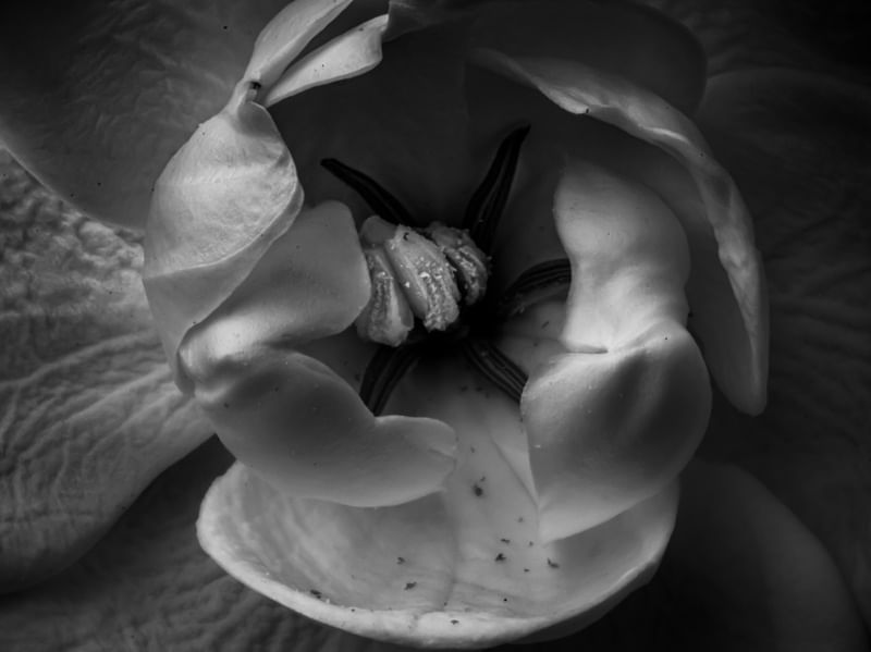 FLOR ZOOM