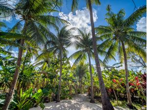 BOSQUE TROPICAL