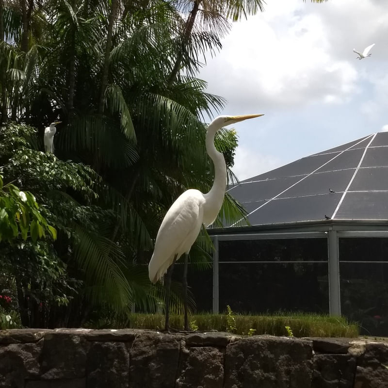 GREAT WHITE HERON