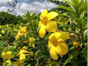 FLORES AMARELAS NO JARDIM