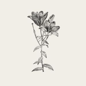 BLUME