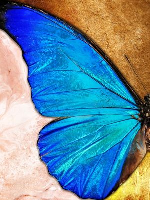 BORBOLETA - 01B