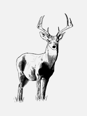 LE CERF