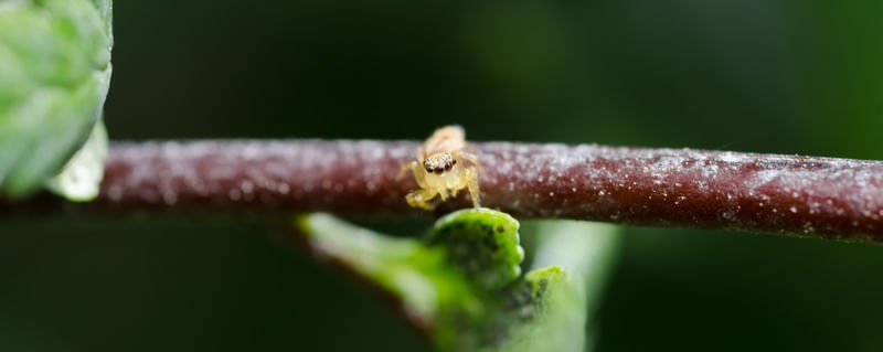 CAÇA VERDE