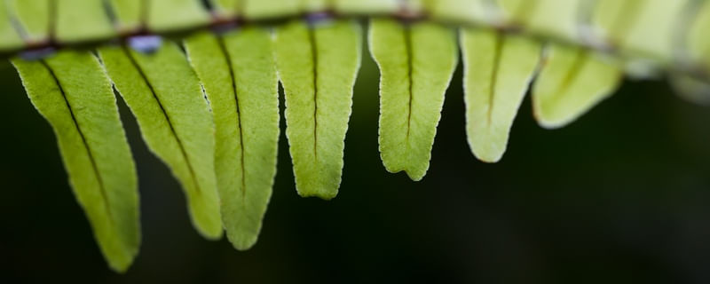 FOLHAS ÚMIDAS