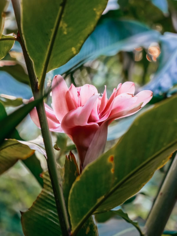 IMPERATRIZ ROSA