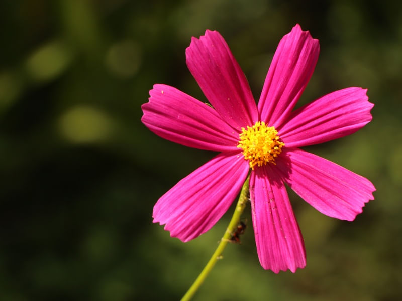 BELA FLOR DO BEM ME QUER