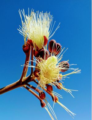 FLORES DO CERRADO