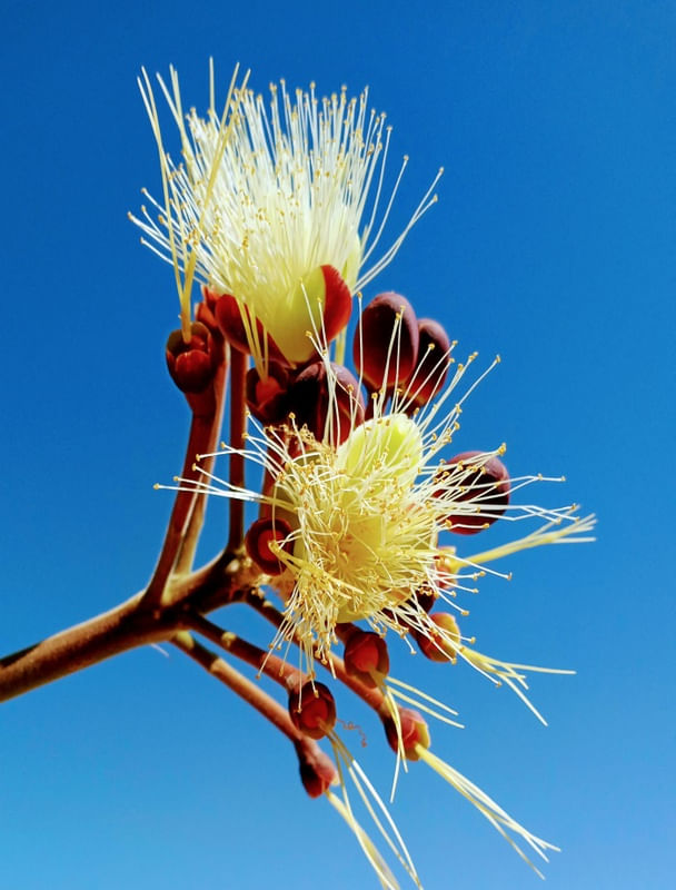 FLORES DO CERRADO