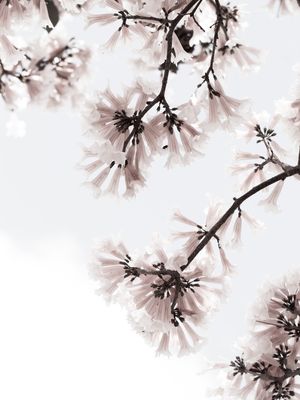 LIGHT FLOWER