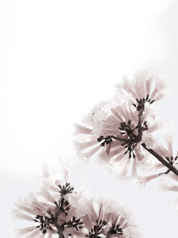 LIGTH FLOWER - DÍPTICO I