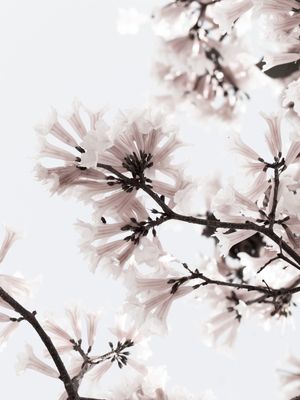 LIGTH FLOWER - DÍPTICO II