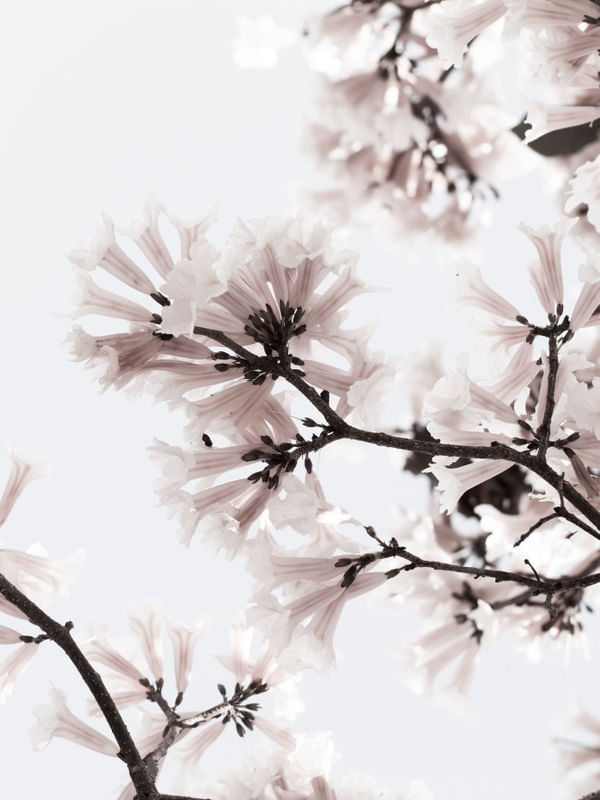LIGTH FLOWER - DÍPTICO II