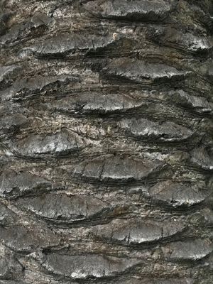 SKIN TREE