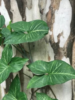 PLANTAS E ÁRVORE