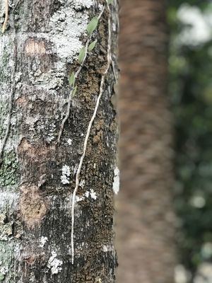 RAÍZES E ÁRVORES