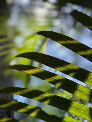 SOL VERDE E AMARELO