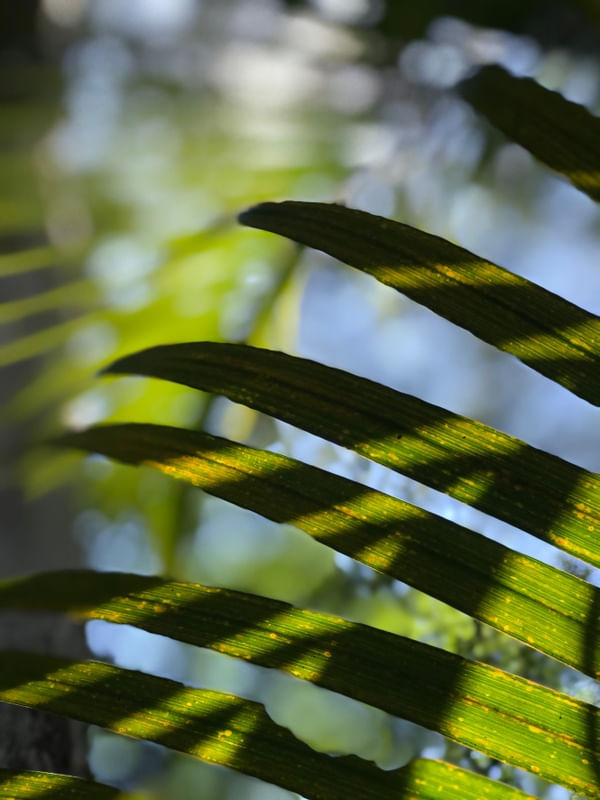 SOL VERDE E AMARELO
