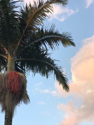 PALMEIRA NAS NUVENS