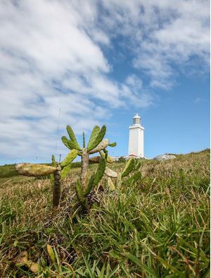FAROL E CACTOS I