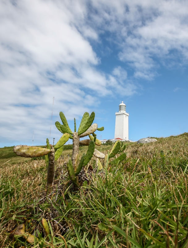 FAROL E CACTOS I
