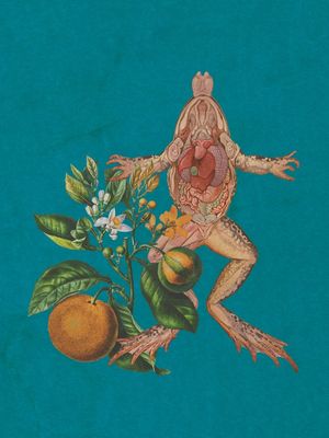 SIGNO CÍTRICO - O SAPO