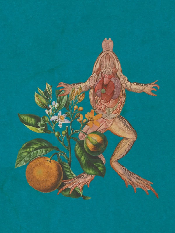 SIGNO CÍTRICO - O SAPO