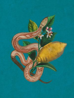 SIGNO CÍTRICO - A COBRA