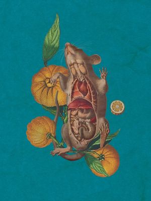SIGNO CÍTRICO - O RATO