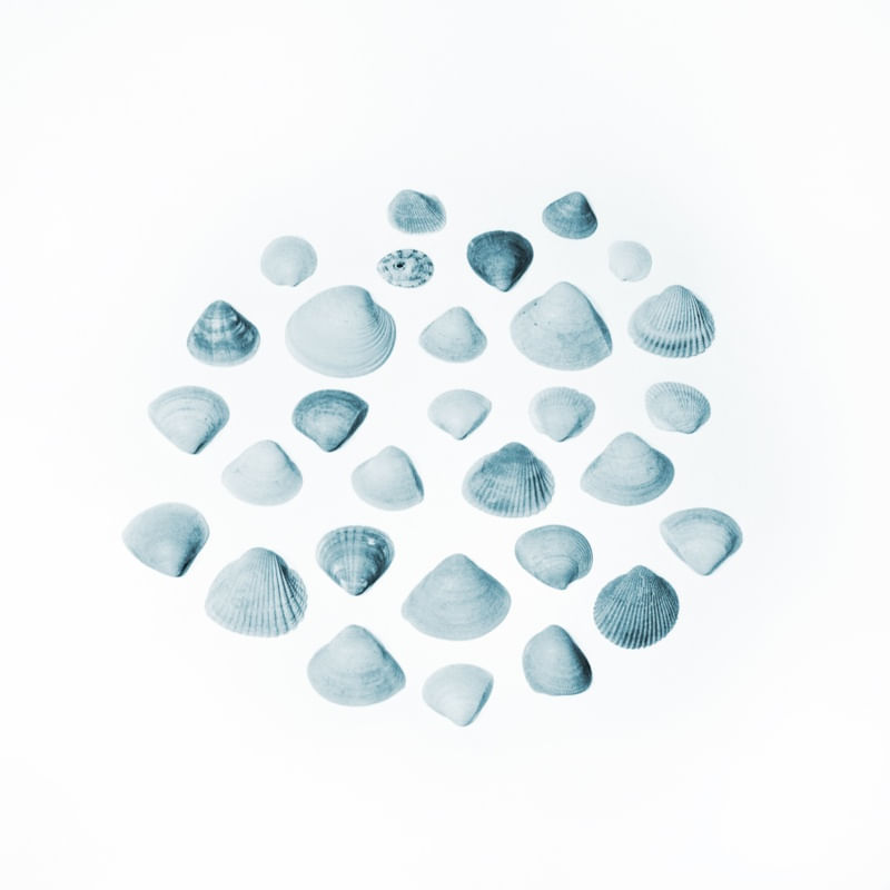 OCEAN IN A SHELL