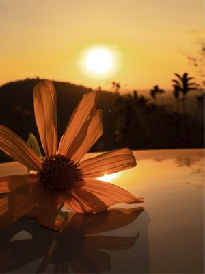 FLOR E O SOL