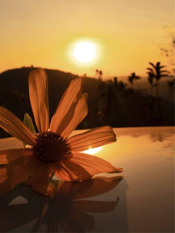 FLOR E O SOL