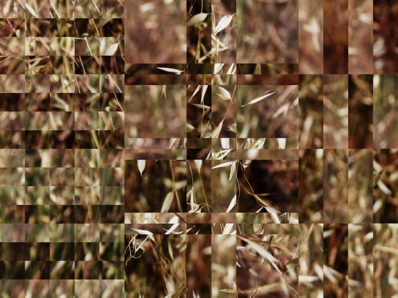VEGETAÇÃO SELVAGEM