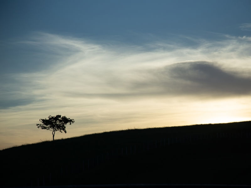 ÁRVORE SOLITÁRIA NA ESTRADA