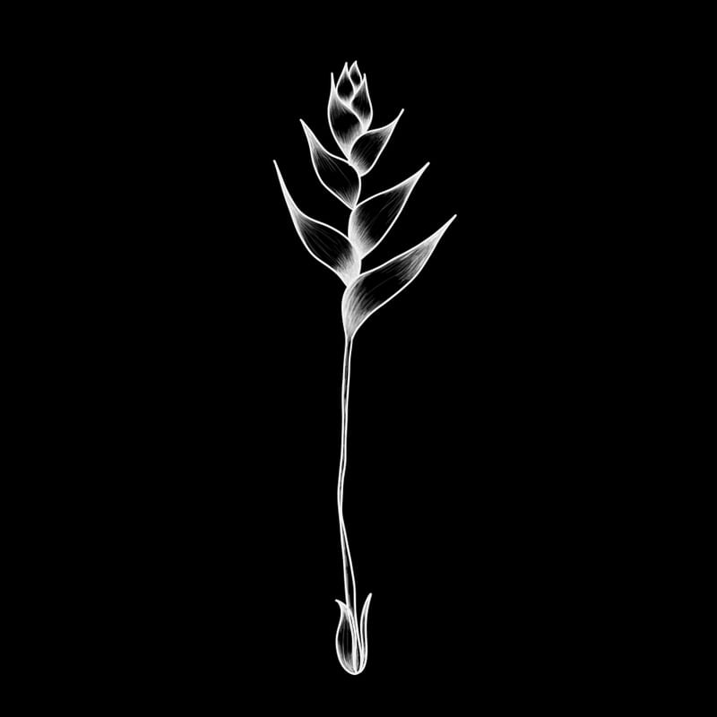 FLORA 125476