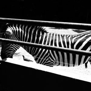 LUZ, SOMBRA E ZEBRA