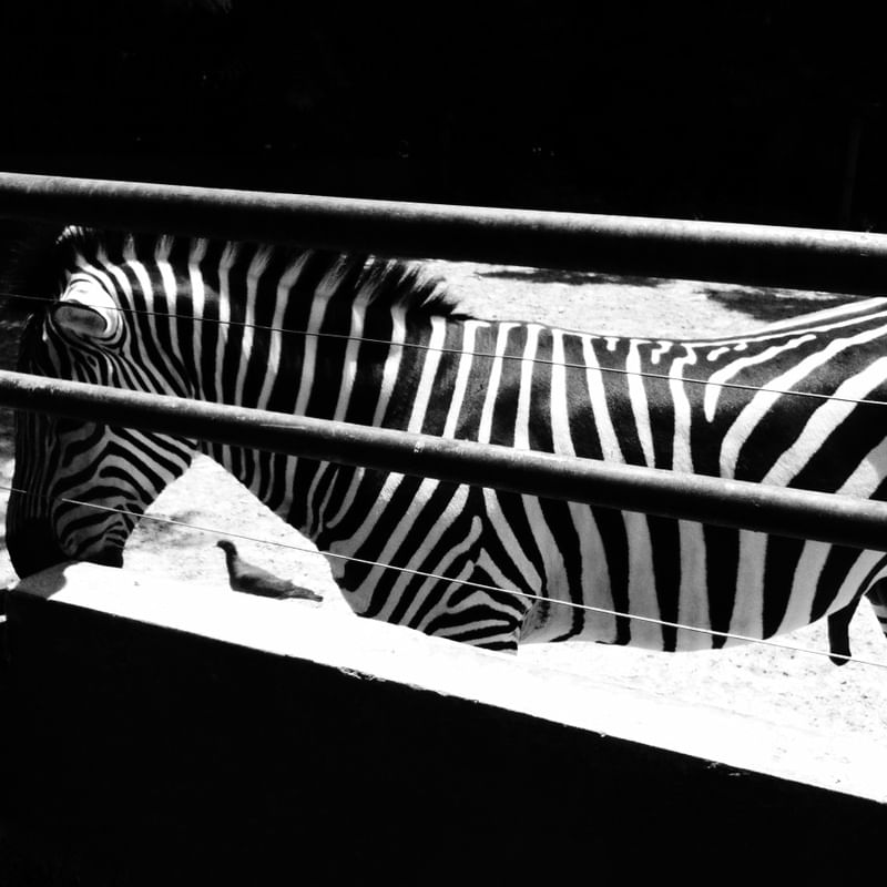 LUZ, SOMBRA E ZEBRA