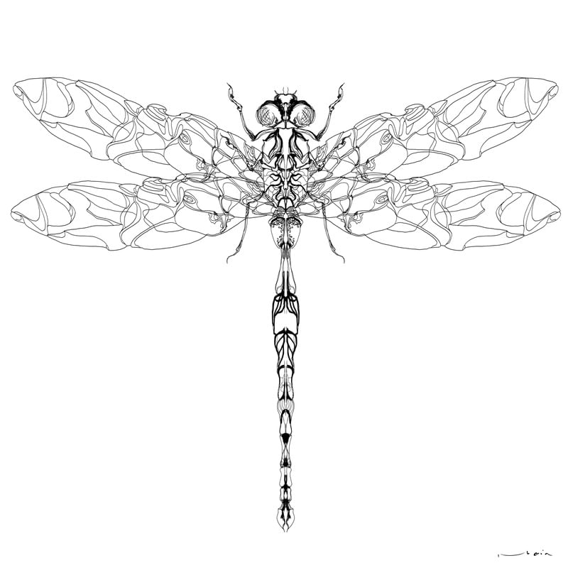 LIBELULA®