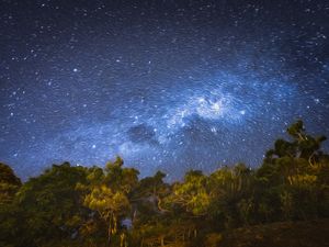 FLORESTA ESTRELADA