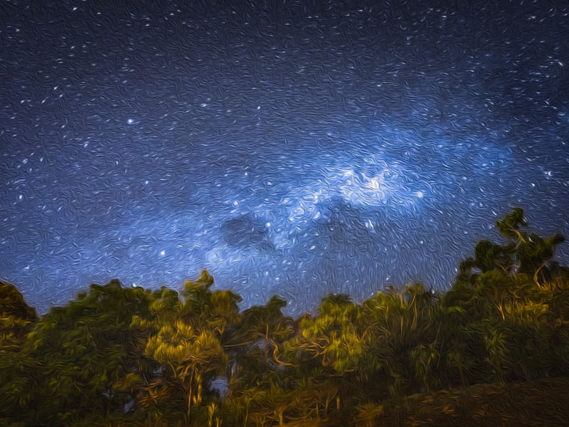FLORESTA ESTRELADA