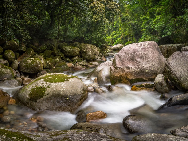 CACHOEIRA E FLORESTA