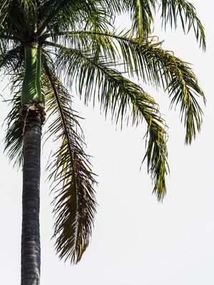COQUEIRO SOBRE CÉU NUBLADO