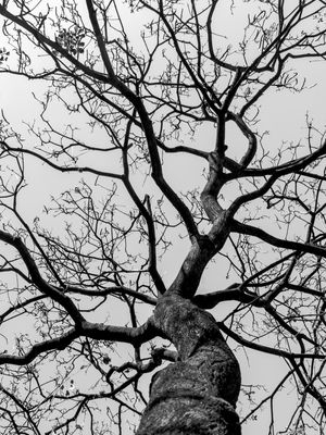 NATUREZA MORTA SOB CÉU CINZA