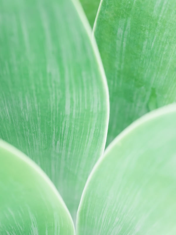 SUTIL AGAVE VI