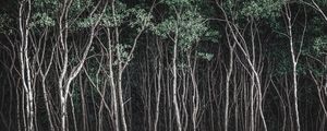 FLORESTA NEGRA II - PANORÂMICA