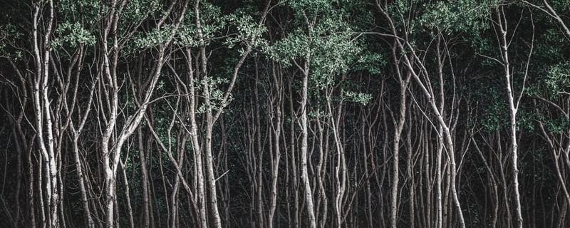 FLORESTA NEGRA II - PANORÂMICA